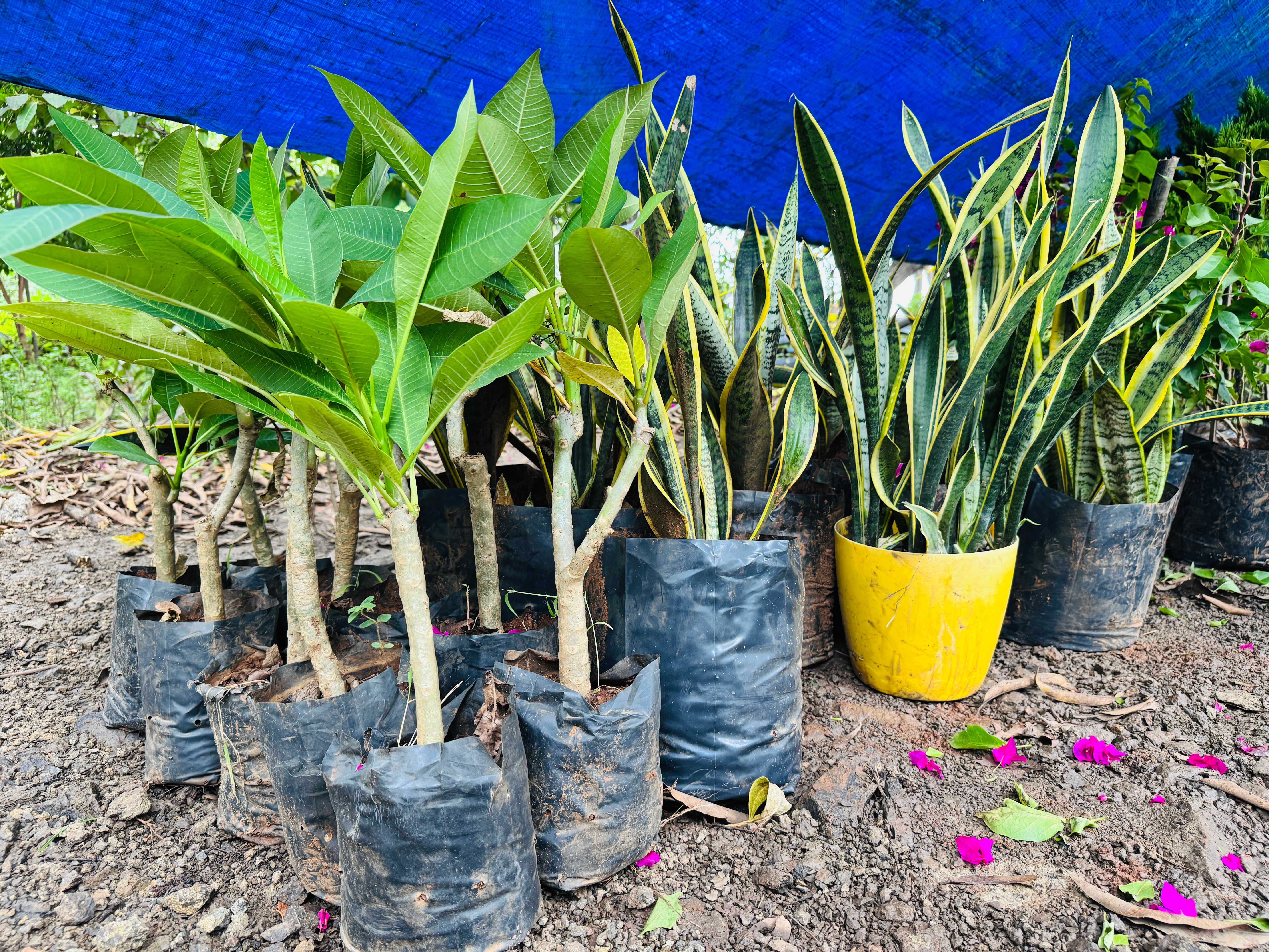 Indoor plants and snake plants