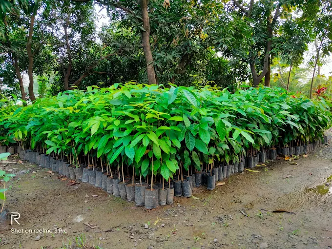 Mahogany saplings in nursery