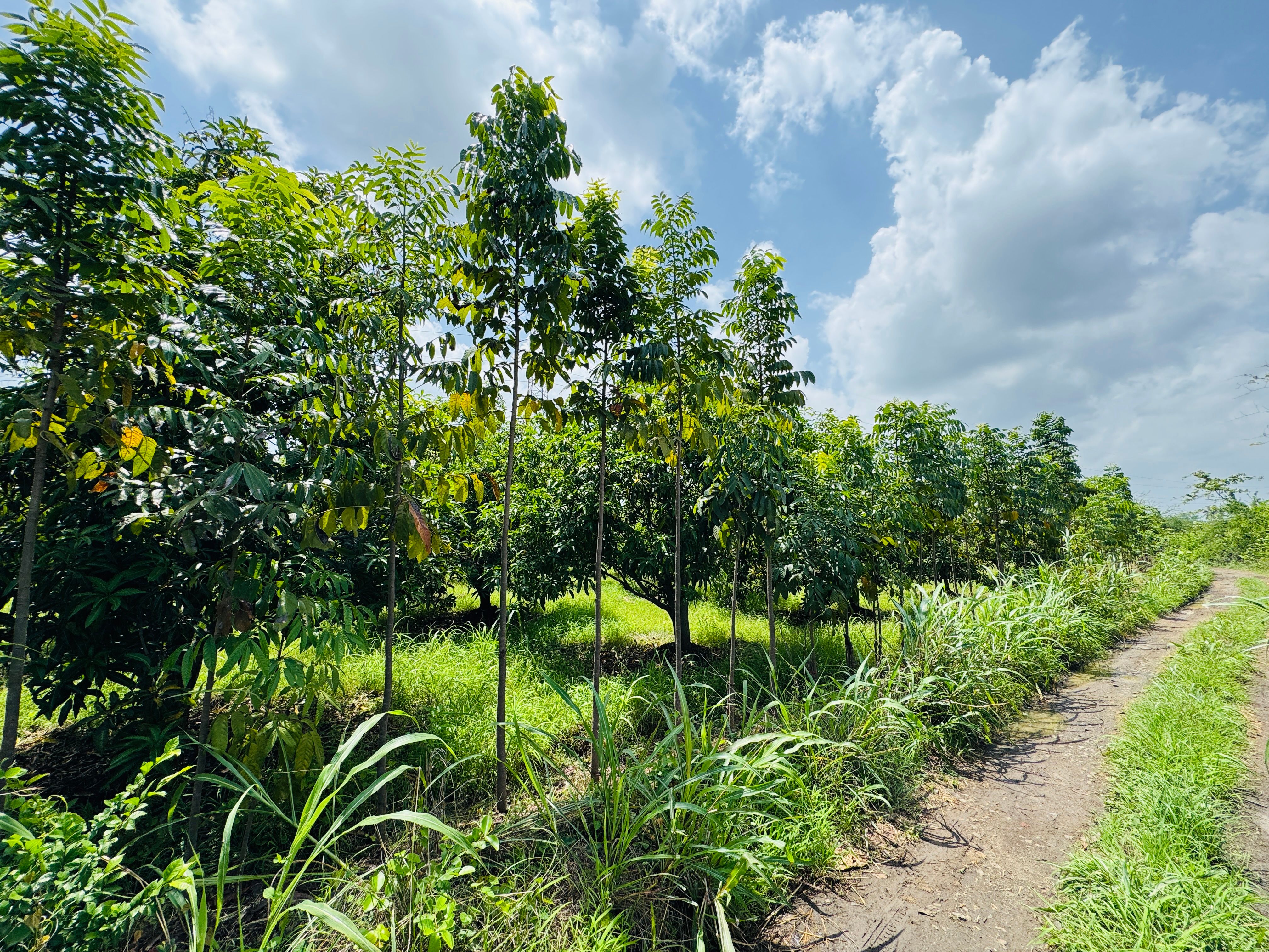 Nursery landscape with mature trees
