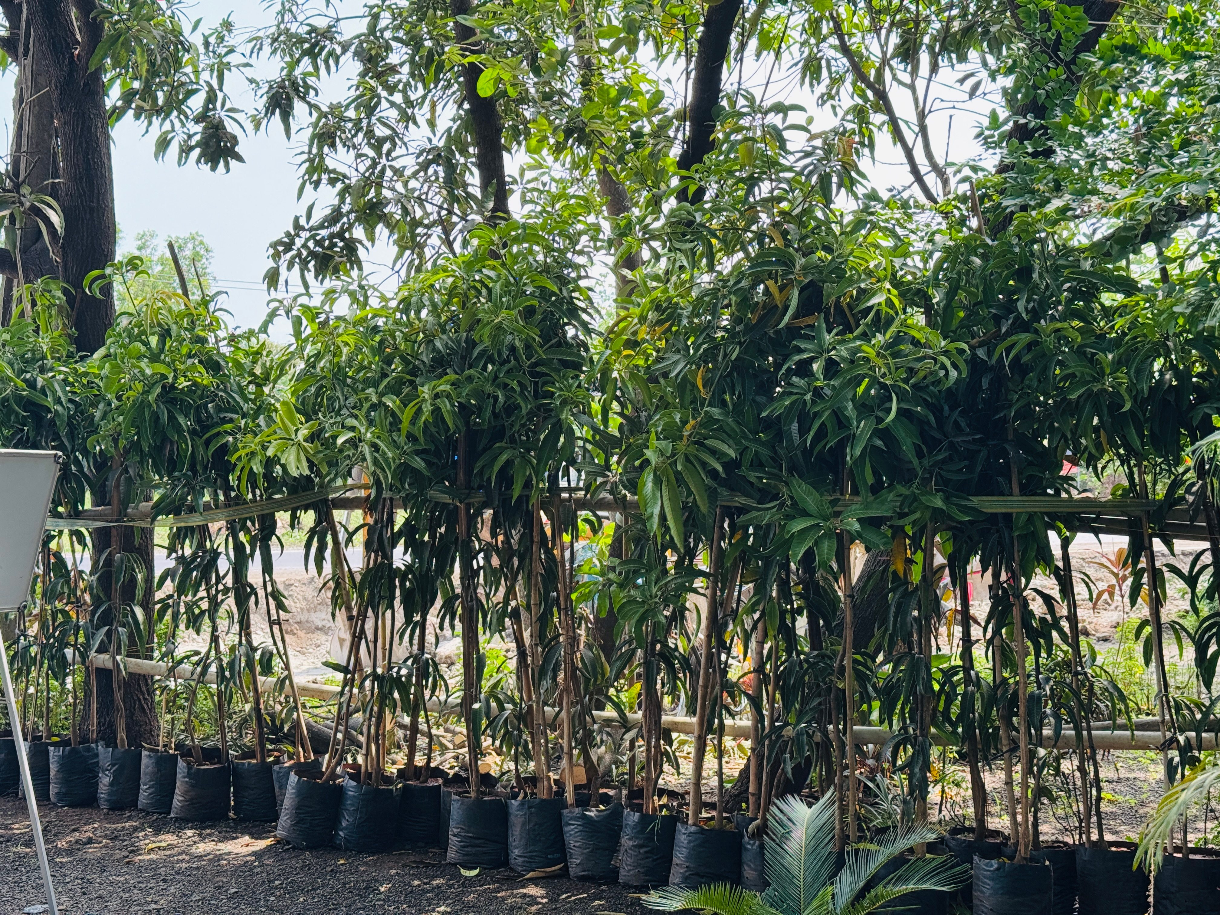 Various potted plants in nursery