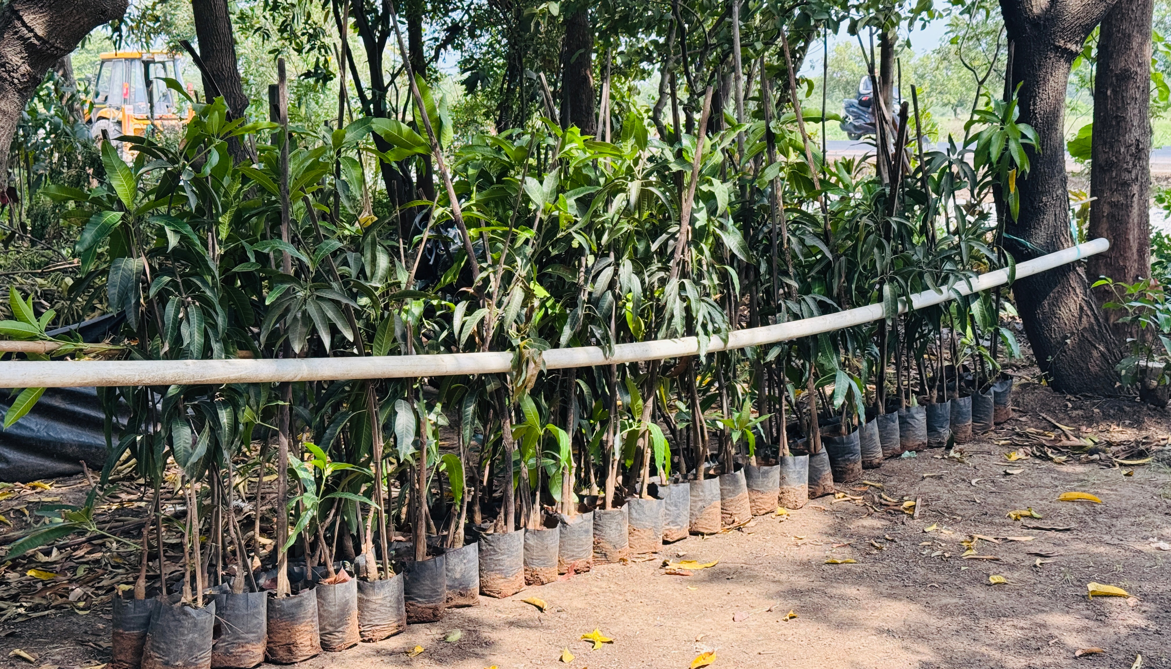 Tree saplings in black pots